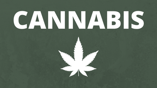 What is the cannabis plant