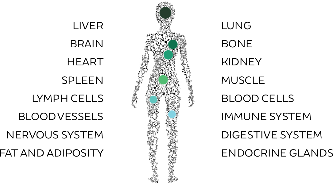 The endocannabinoid system