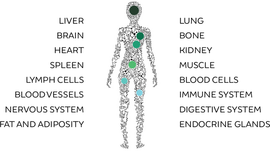 The endocannabinoid system