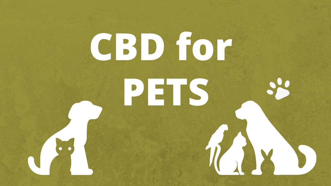 CBD for pets