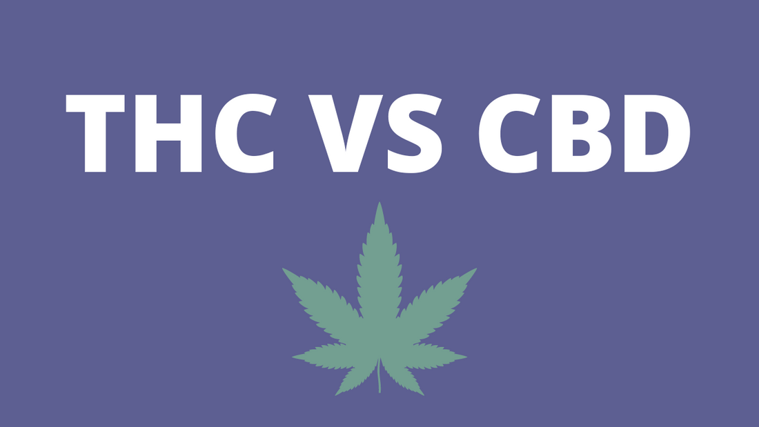THC vs CBD: What's the Difference?
