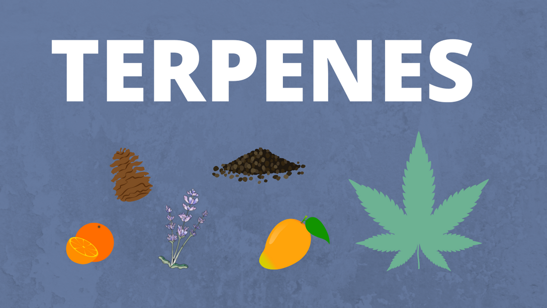 What are terpenes? Why does cannabis smell?