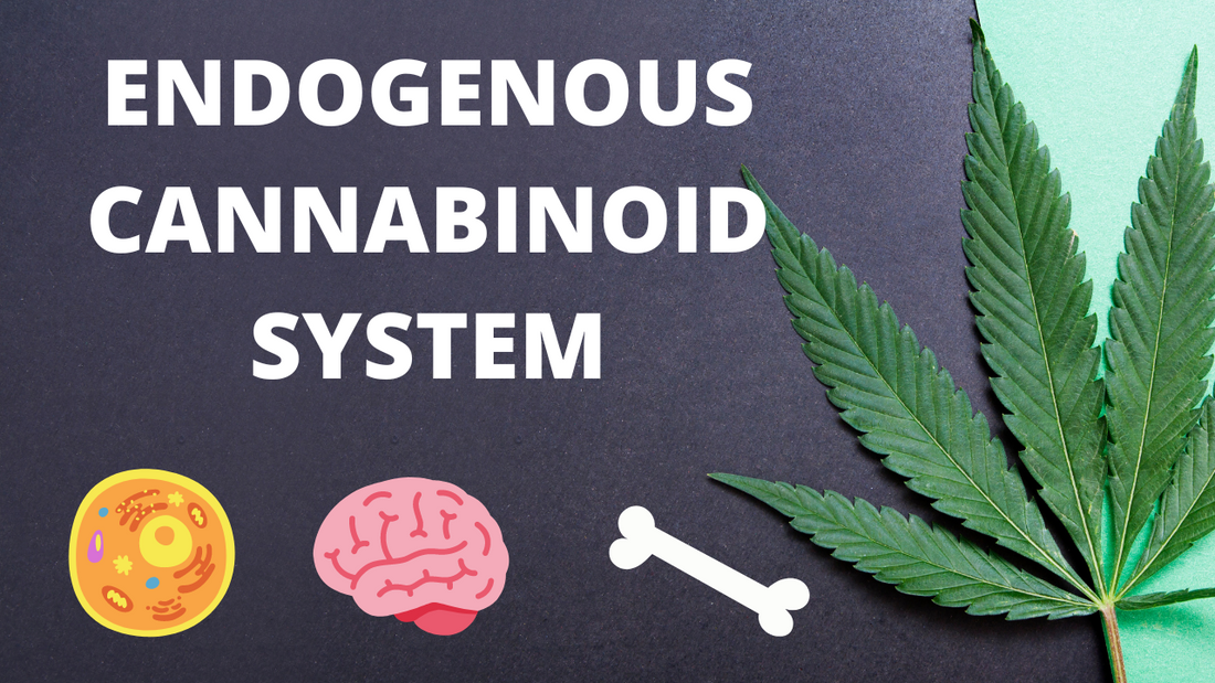 What is the Endocannabinoid system?