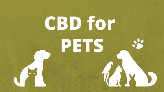 CBD for pets